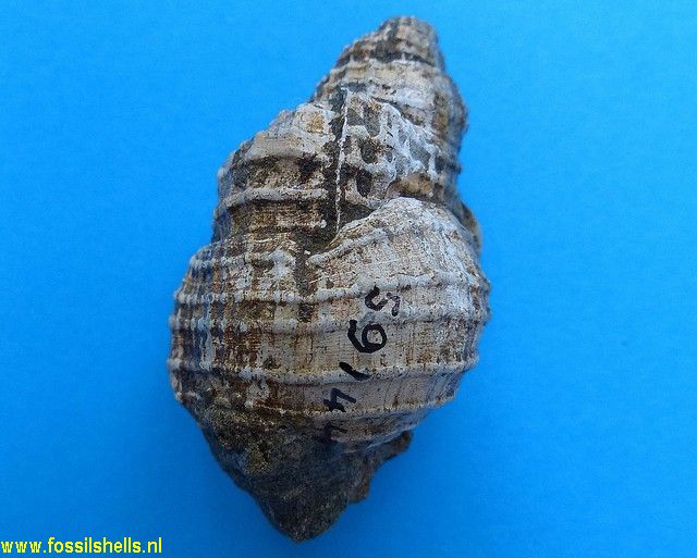 Distorsio decussata gatunensis