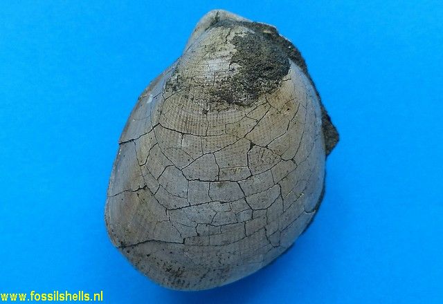 Laevicardium clarionense?