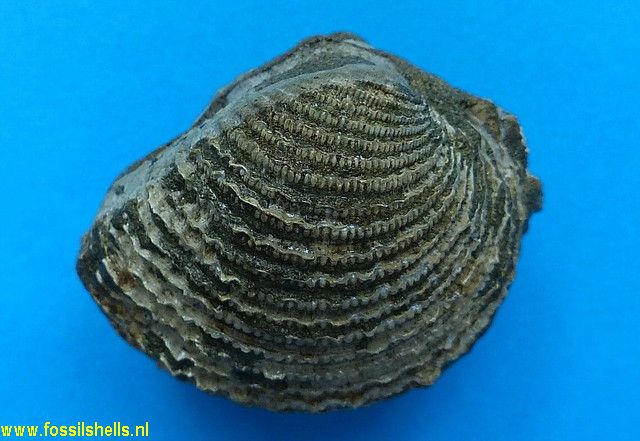 Chione species