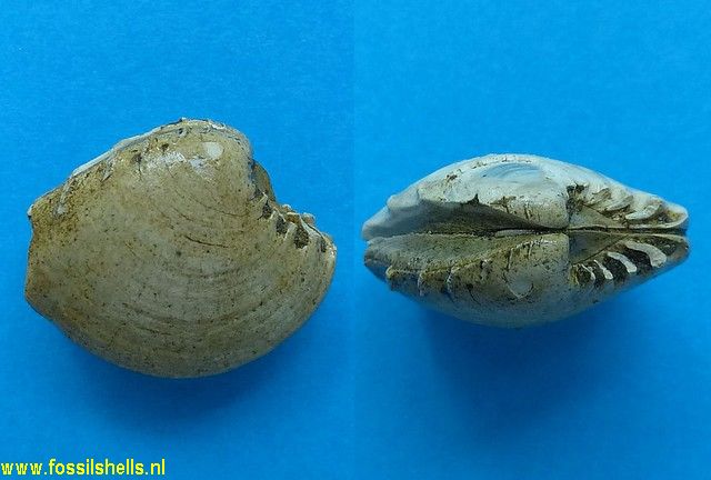 Chione species