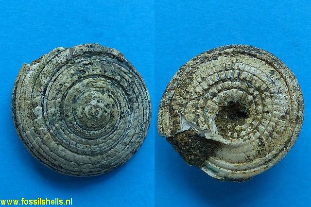Architectonica species