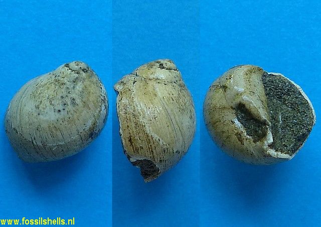 Polinices species
