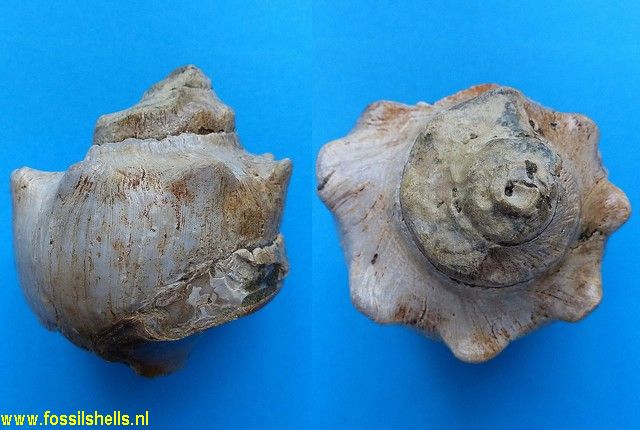 Fasciolaria granosa