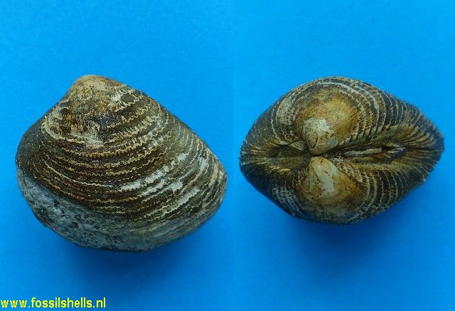 Chione species