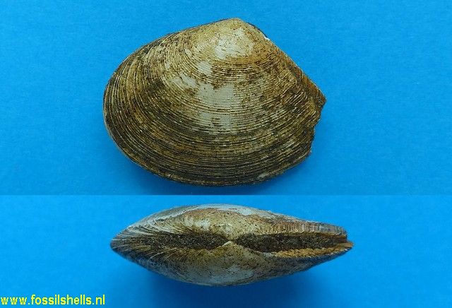 Tellina species
