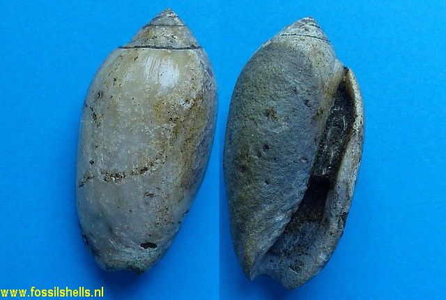 Oliva species