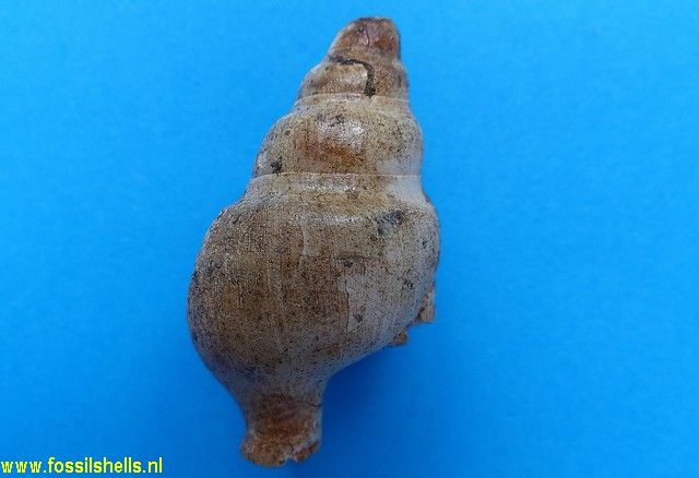 Leucozonia species