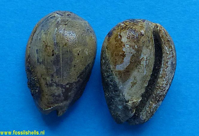 Marginella species