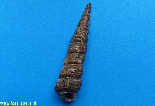 Turritella species