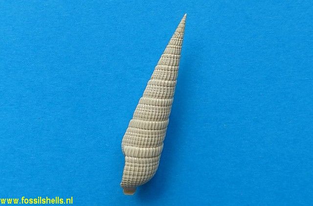 Strioterebrum langdoni