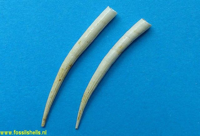 Dentalium chipolanum