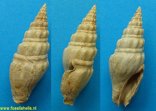 Crassispira meunieri