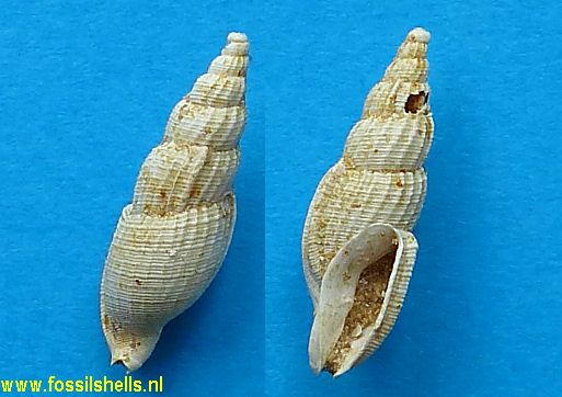 Colubraria lanceolata