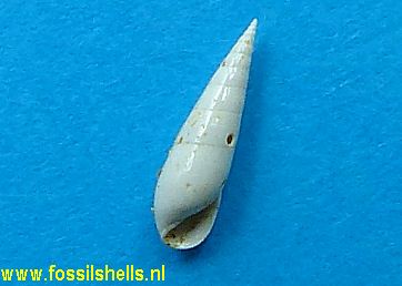 Polygireulima chipolana