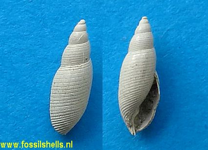 Crenilabium species