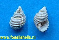 Fossarus florius