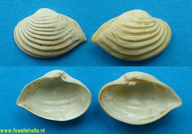 Bothrocorbula synarmostes