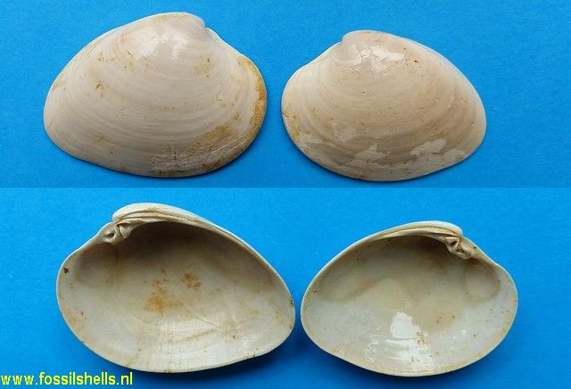 Macrocallista maculata