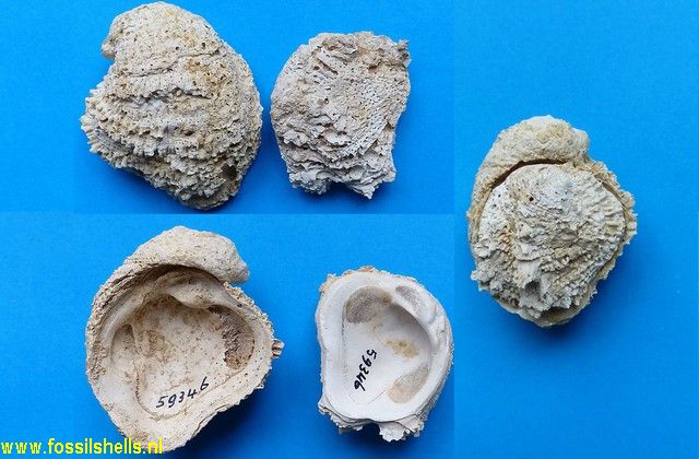 Pseudochama chipolana