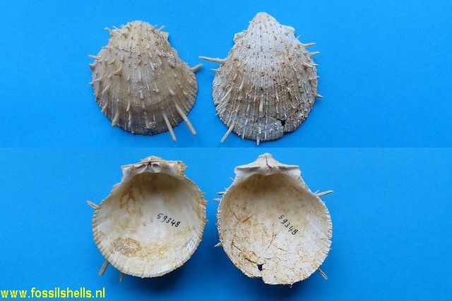 Spondylus chipolanus