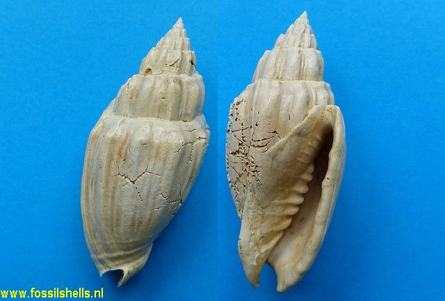 Falsilyria pycnopleura