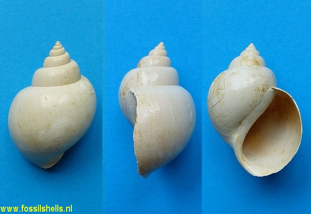 Pachycrommium dodonum