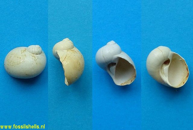 Stigmaulax guppiana toulana