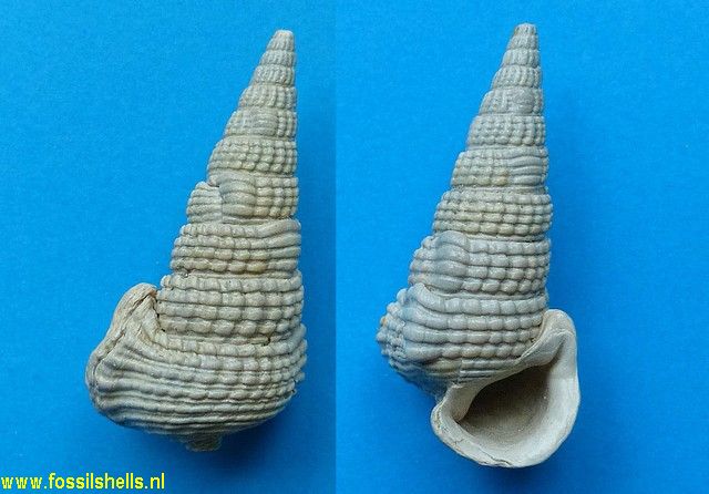 Terebralia dentilabris