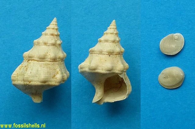 Hemicerithium akriton