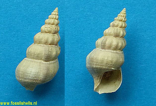 Hemicerithium cossmanni