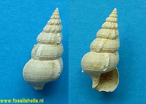 Hemicerithium species