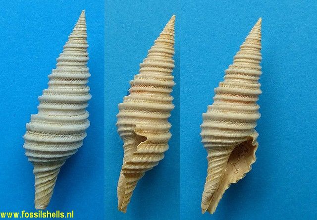 Polystira albidoides