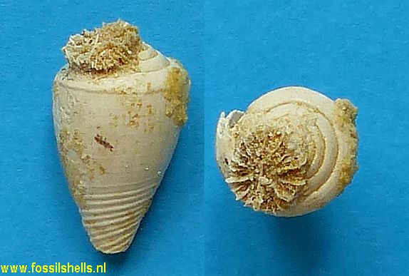Cnidaria on Conus
