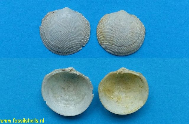 Divaricella chipolana