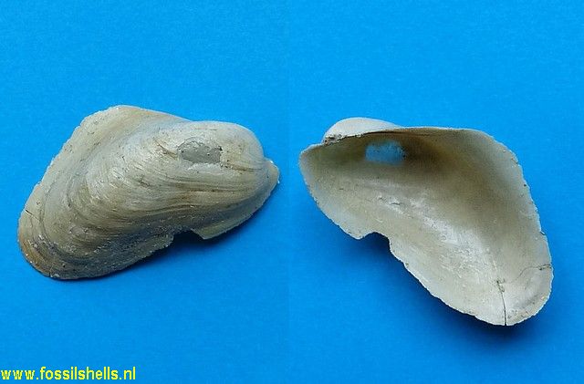 Modiolus ducatelii ?