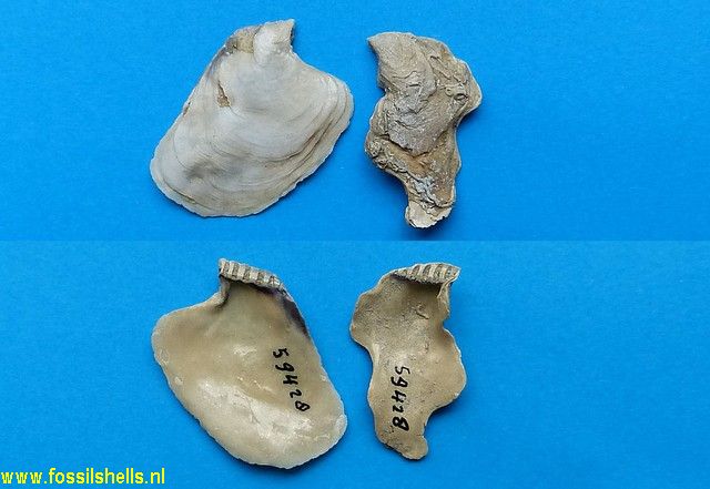 Isogonum solereperta