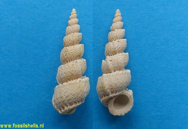 Cirsotrema chipolanum