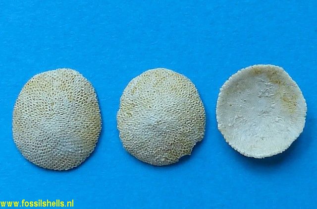 Discoporella species