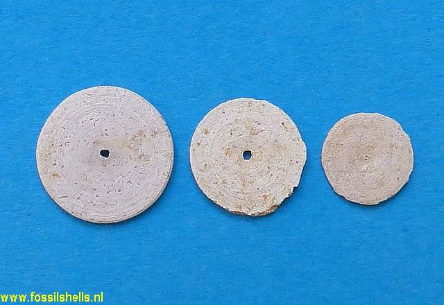 Unidentified Foraminifera