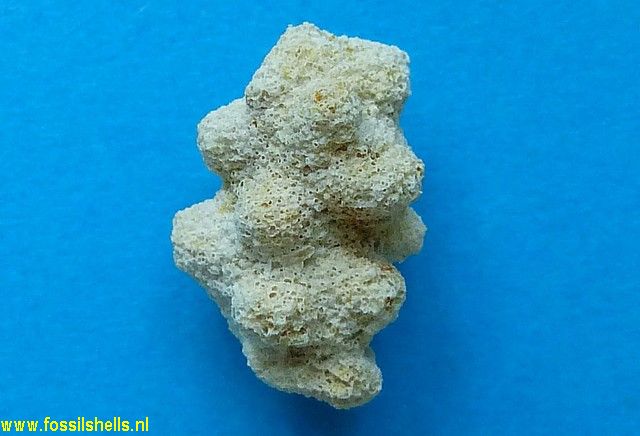 Unidentified Chromalveolata