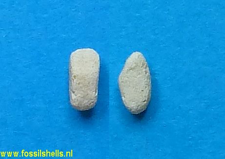 Unidentified Holothuroidea