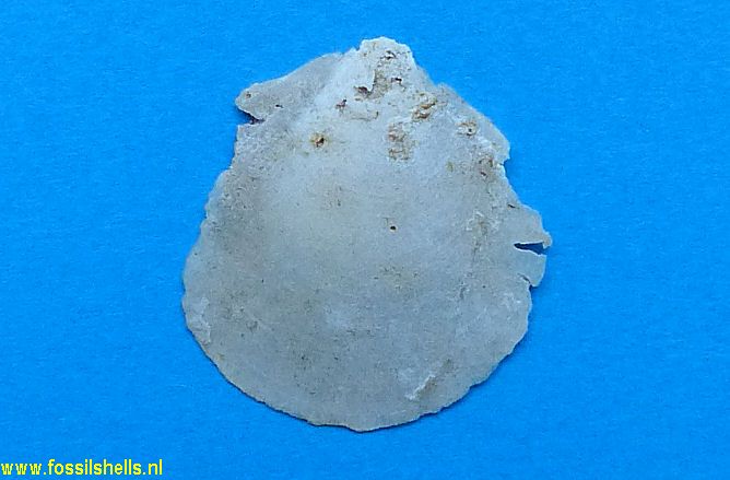 Pseudamussium defuniak