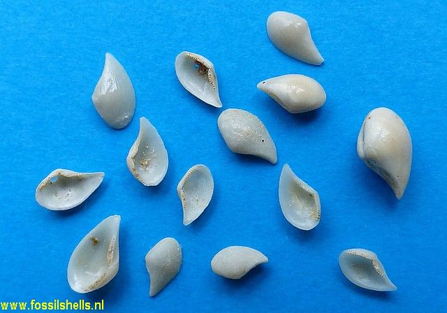 Nuculana proteracuta leita