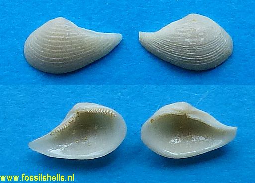 Nuculana polychoa