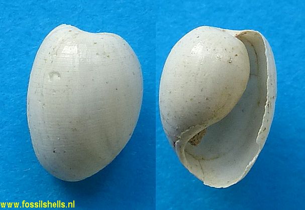 Haminoea pompholyx