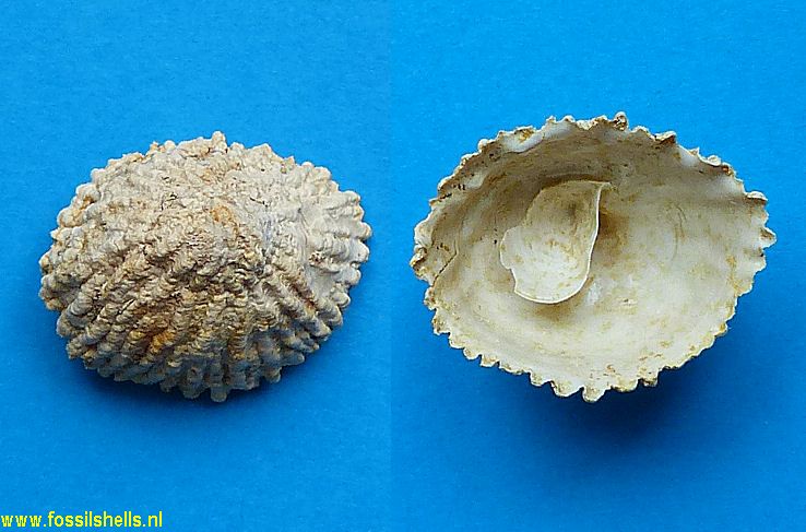 Crucibulum chipolanum