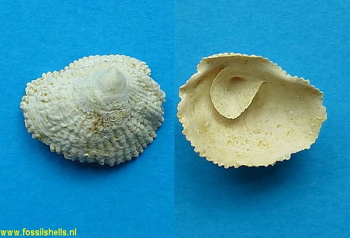 Crucibulum constrictum