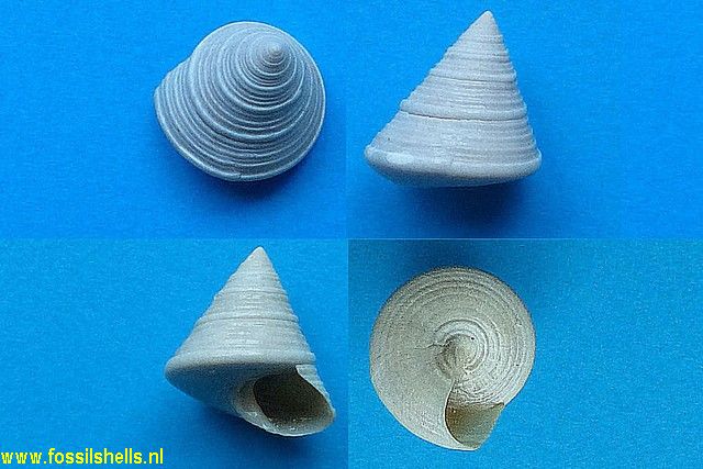 Calliostoma ceramicum