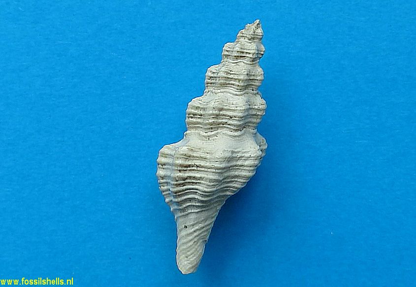 Dolicholatirus species