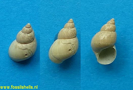 Tricolia affinis chipolana